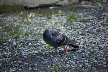 Fototapeta premium One Pigeon on Floor
