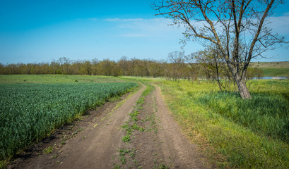 Spring agricultural field and dirt road