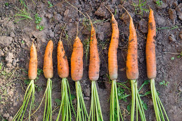 Fresh carrot in the autumn farm