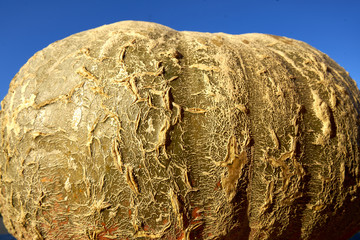 Riesenkürbis