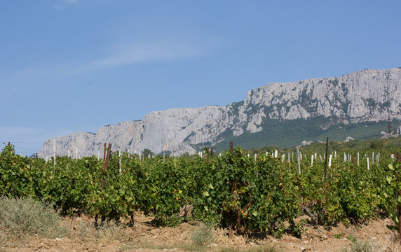 Grape plantation with mountains in the background