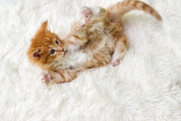 Fototapeta na wymiar striped kitten on a fluffy blanket