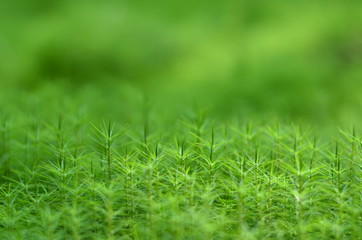 Moss grass