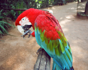 Green Winged Macaw eating nut