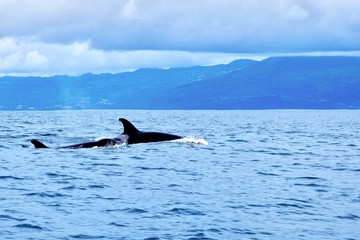 Orcas in the Atlantic Ocean near the Azores 