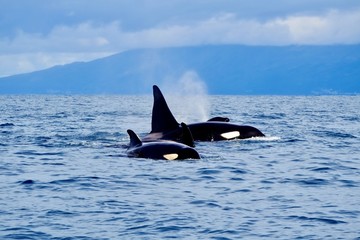 Orca family visiting the Azores 