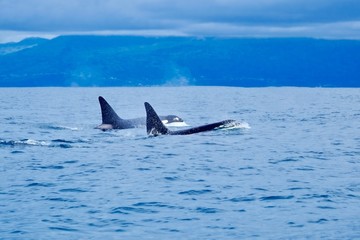 Two killer whales at Pico Island, Azores.
