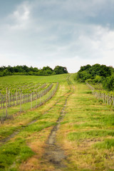 Fototapeta na wymiar vineyards route hill