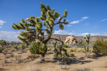 Joshua Tree Nationalpark, Kalifornien, USA