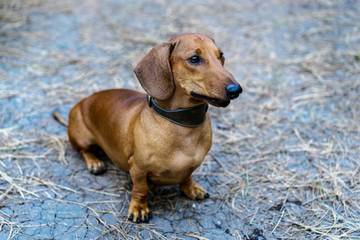 Beautiful red dachshund outdoors.