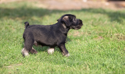 Mittelschnauzer puppy on green grass