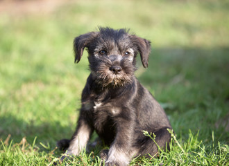 Mittelschnauzer puppy on green grass