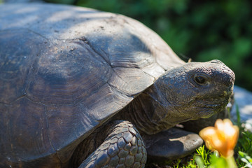 turtle in woods