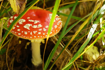 Poisoned mashrooms in autumn forest.