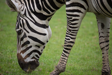 Zebra frisst Gras