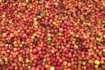 Tomber dans les pommes