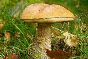 mushroom in forest
