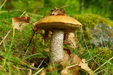 mushroom in forest