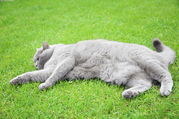 Naklejka na ściany i meble Funny overweight cat lying on green lawn outdoors