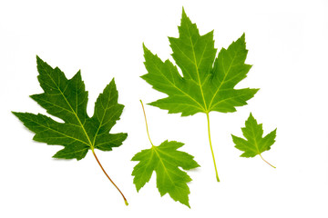 maple leaves isolated on white background