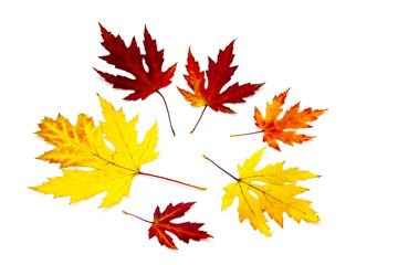 maple autumn leaves isolated on white background