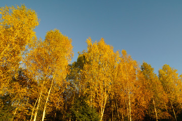 Fototapeta premium View of autumn forest.