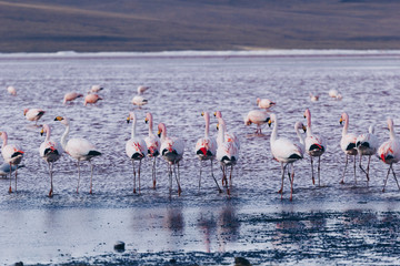 Naklejka premium Flamingos on lake in Andes, the southern part of Bolivia