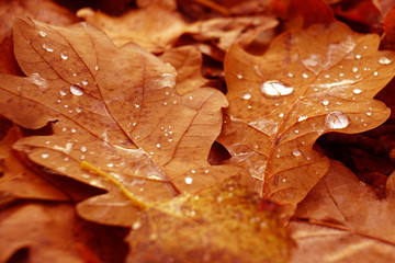 Drops of water on oak leaves.