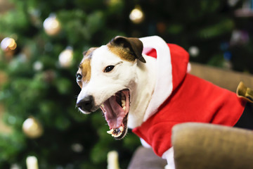 dog in Santa costume