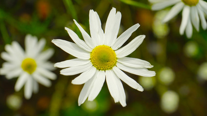Fototapeta premium Chamomile in nature
