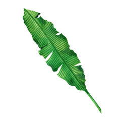 Watercolor painting green leaves isolated on white background.Watercolor hand painted illustration palm,banana leave tropical exotic leaf for wallpaper vintage Hawaii style pattern.With clipping path