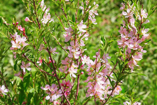 Flowering spring bush with blossoming pink small flowers on a blurred green background. Natural floral background.