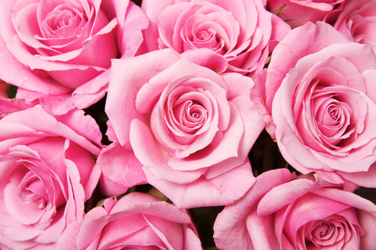 Rose photos, royalty-free images, graphics, vectors & videos | Adobe Stock