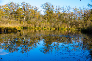 Spiegelung im Spätherbst in den Rheinauen