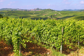 Fototapeta na wymiar Vineyard in the hilly terrain of the Alba region in Italy. Green grape grow.