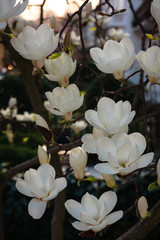 Magnolia night and day - 178722528