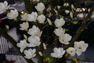 Magnolia night and day - 178722542