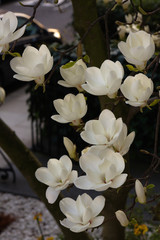 Magnolia night and day - 178722551