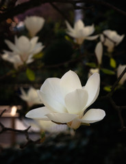 Magnolia night and day - 178722558