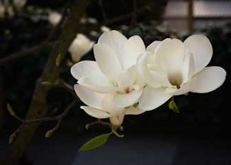 Magnolia night and day - 178722574
