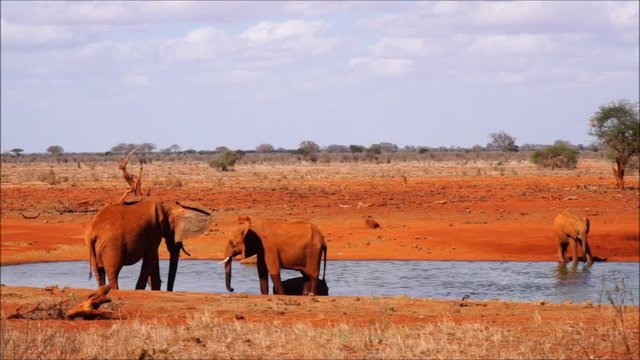 Elefant im Tsavo Ost, Kenia