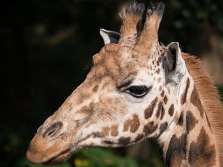 Close-up of a giraffe