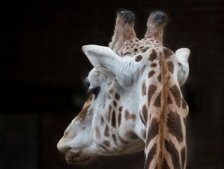 Obraz premium Close-up of a giraffe