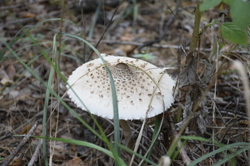 гриб в осеннем лесу  