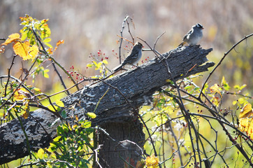 White-Crowned Sparrows on fence post
