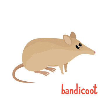 Cute little bandicoot in cartoon style. Vector illustration.