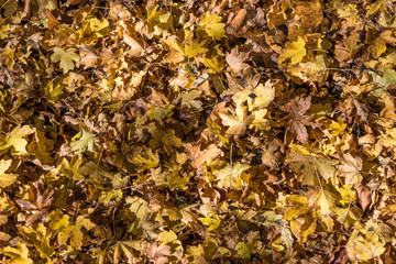 The autumn with foliage in the National Park of Abruzzo, Lazio and Molise (Italy) - An italian mountain natural reserve, with little old towns, the Barrea Lake, Camosciara, Forca d'Acero, Val Fondillo