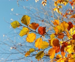 Naklejka na ściany i meble A close-up image of colourful Autumn leaves.