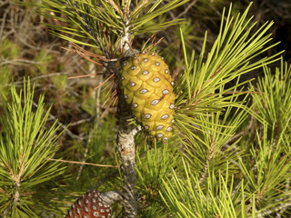 Pi&ntilde;a en el &aacute;rbol.