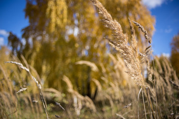 Fototapeta premium Autumn grass